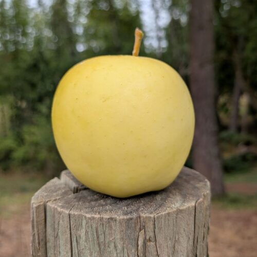 A single Blondee apple on a post