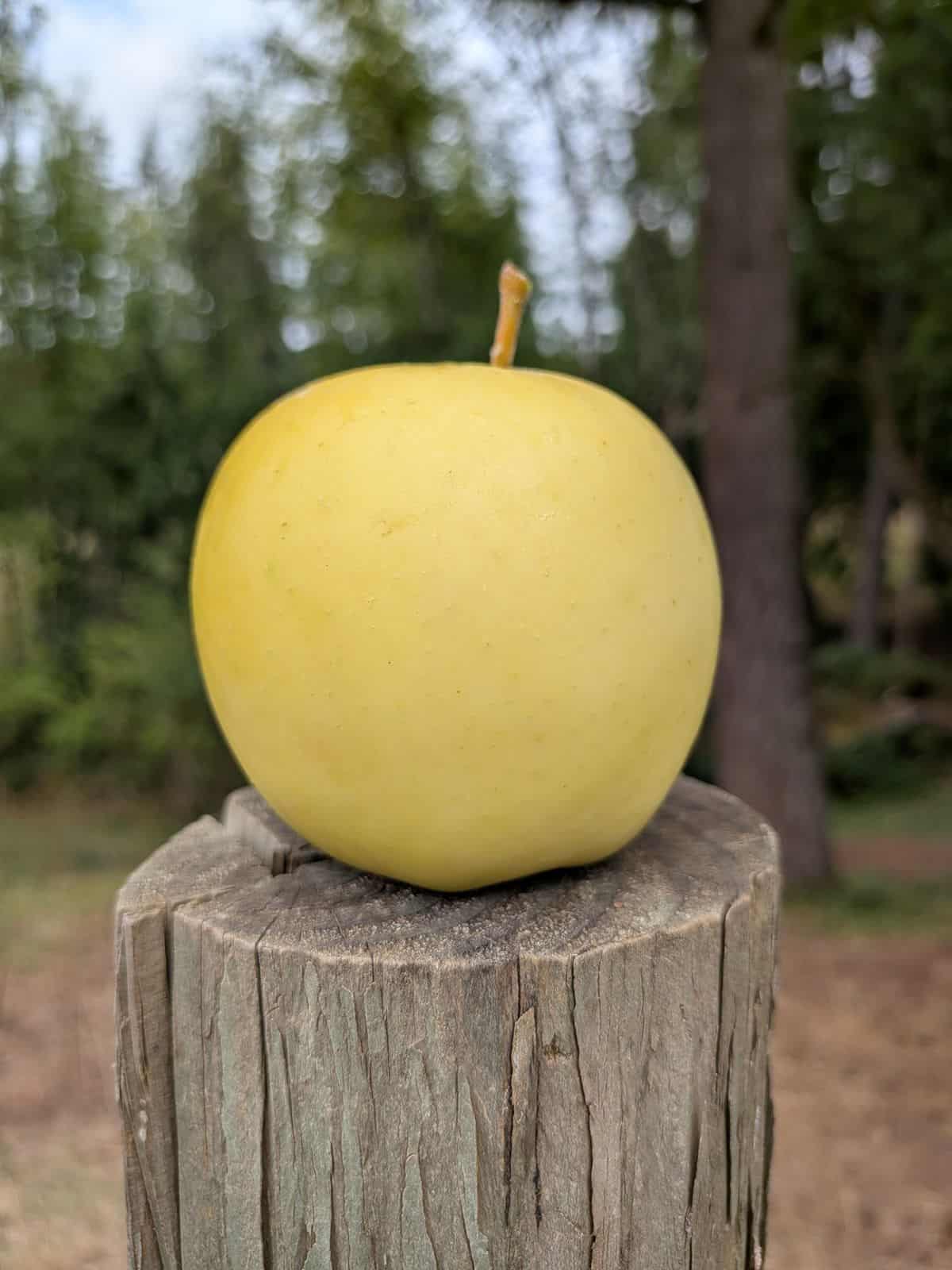 A single Blondee apple on a post