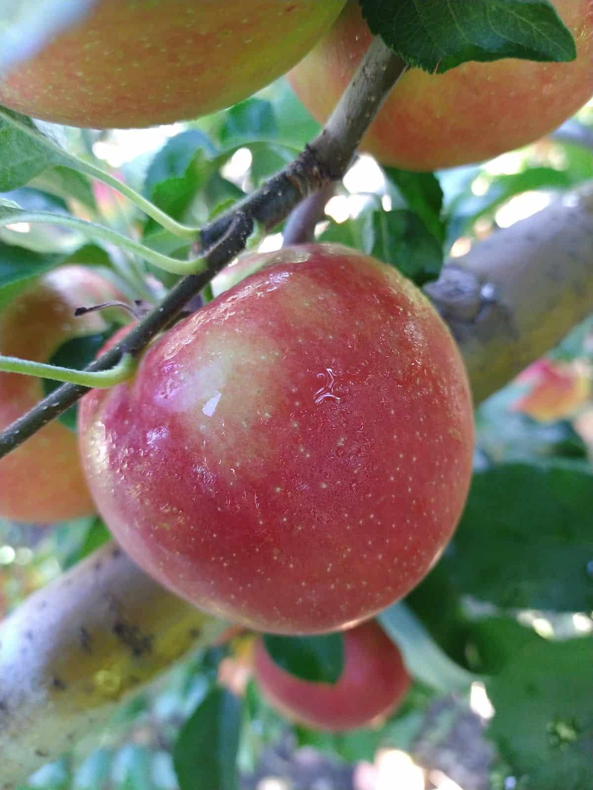 A single Crimson Crisp apple hanging in a tree in New York.