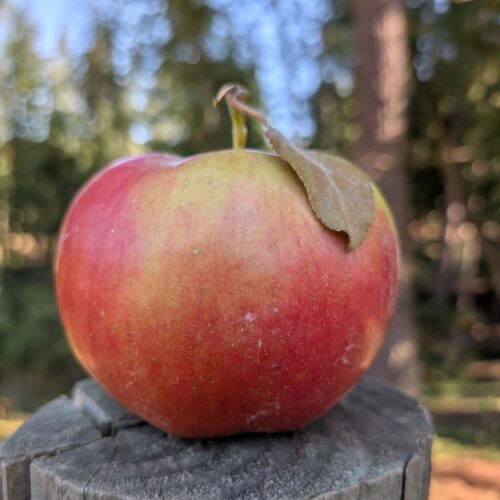 Crimson Crisp apple on a fence post outdoors.