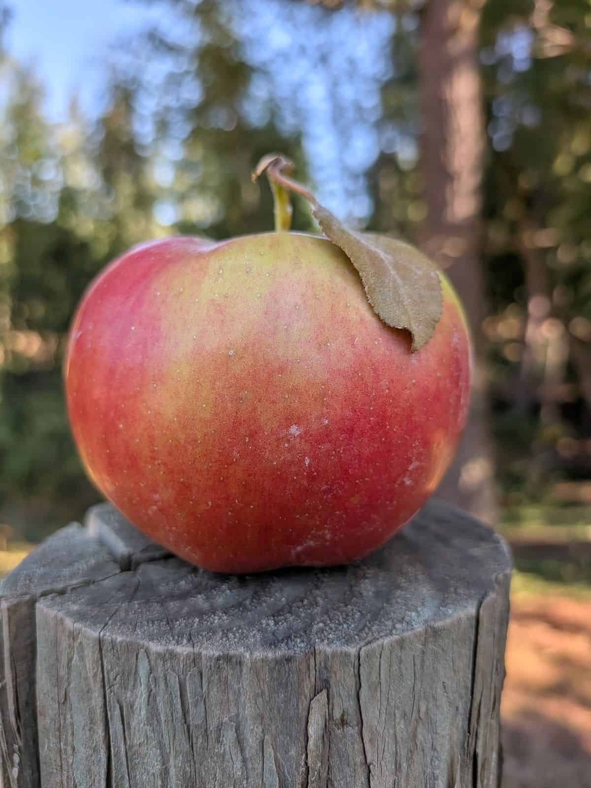 Crimson Crisp apple on a fence post outdoors.