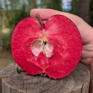 Sliced open Red Love apple on a wooden post, showing its bright red flesh.