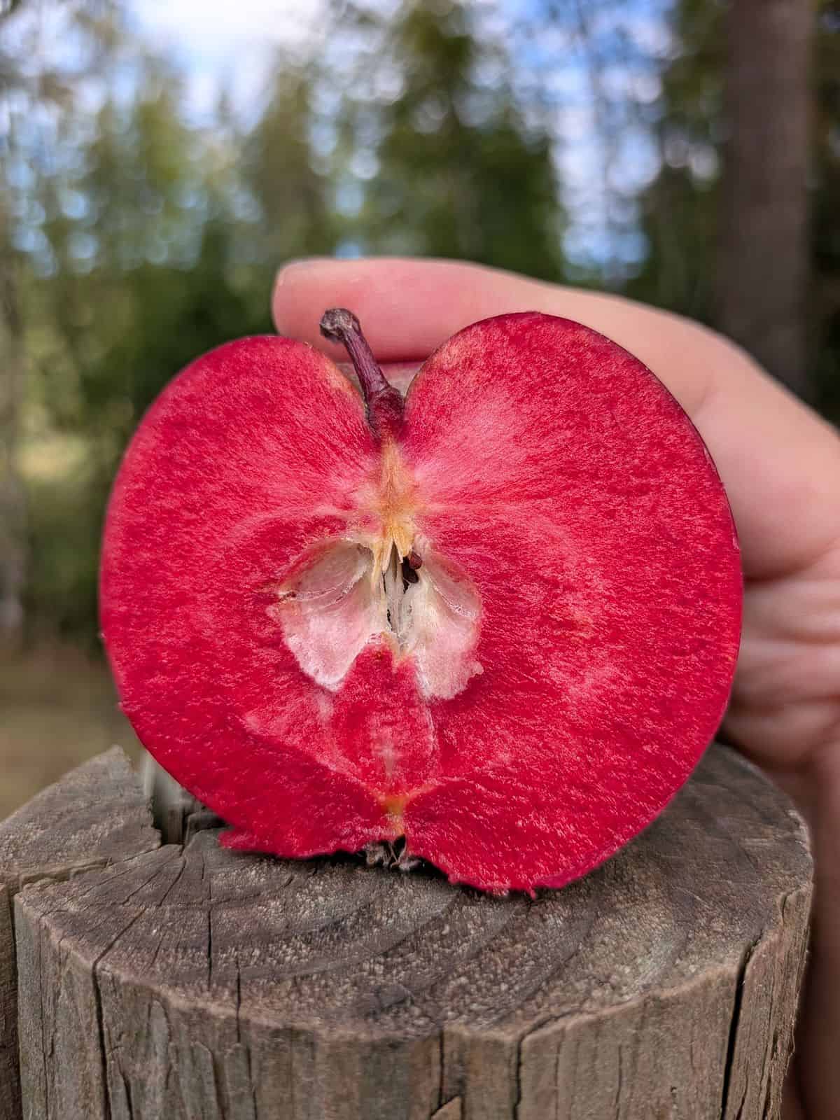 Sliced open Red Love apple on a wooden post, showing its bright red flesh.