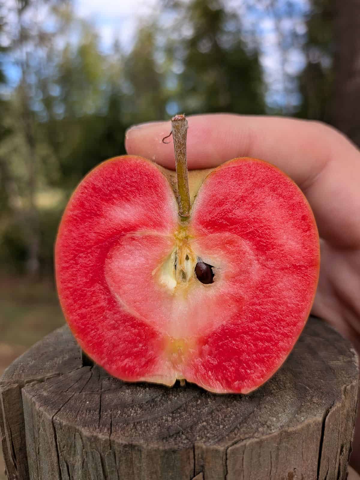 A sliced Lucy Glo apple on a wood fence post. The aple has a yellow skin and a bright red flesh.