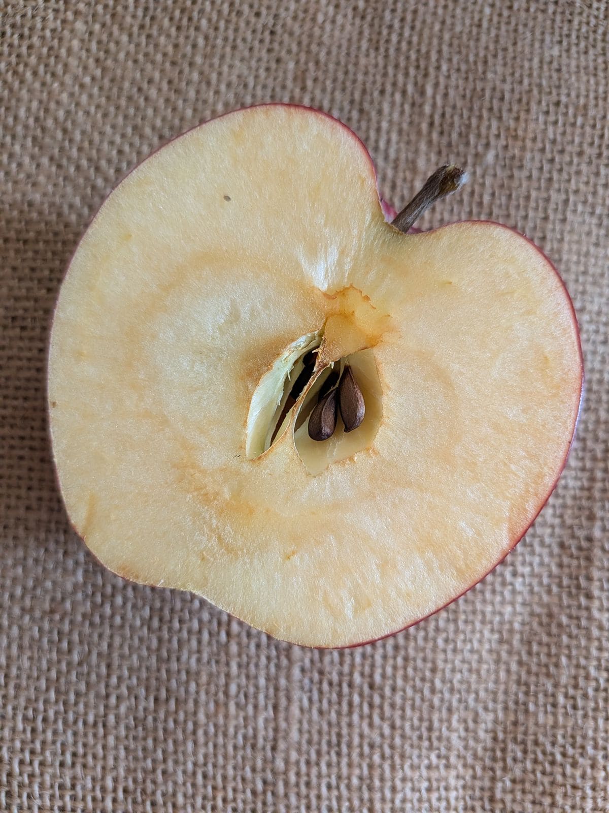 A sliced open Sweet Sixteen apple an hour after being sliced. It is only just turning brown a little bit.