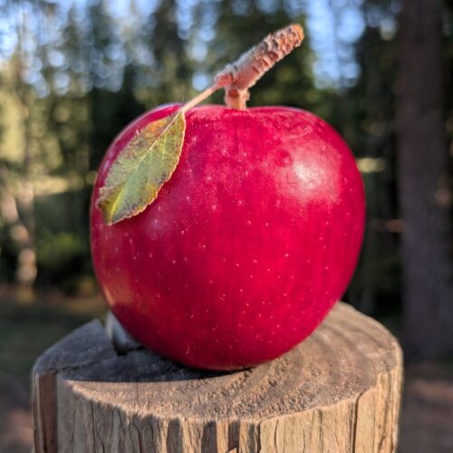 A Sweet Sixteen apple sitting on a wood post outdoors with the sun shining on it.