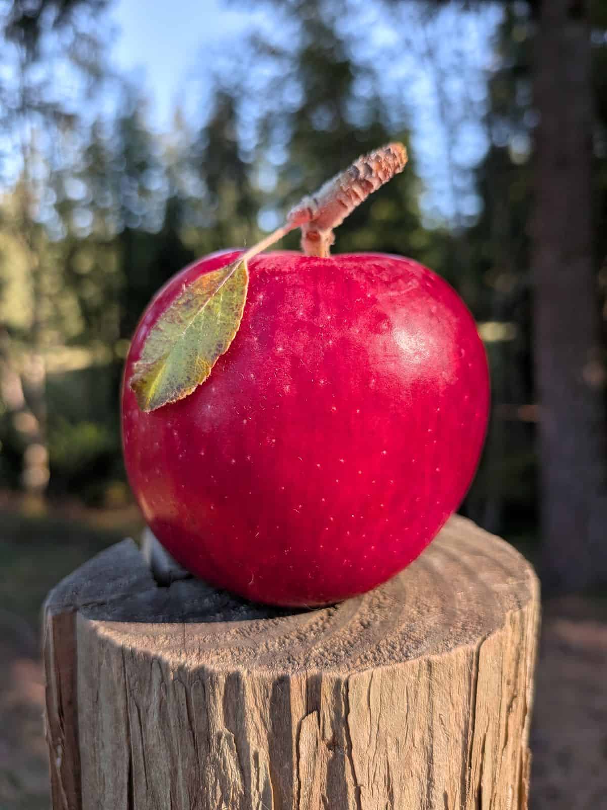 A Sweet Sixteen apple sitting on a wood post outdoors with the sun shining on it.
